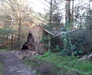 a path through a wood with a tree ripped from the ground huge roots exposed and a fence pulled down by the tree