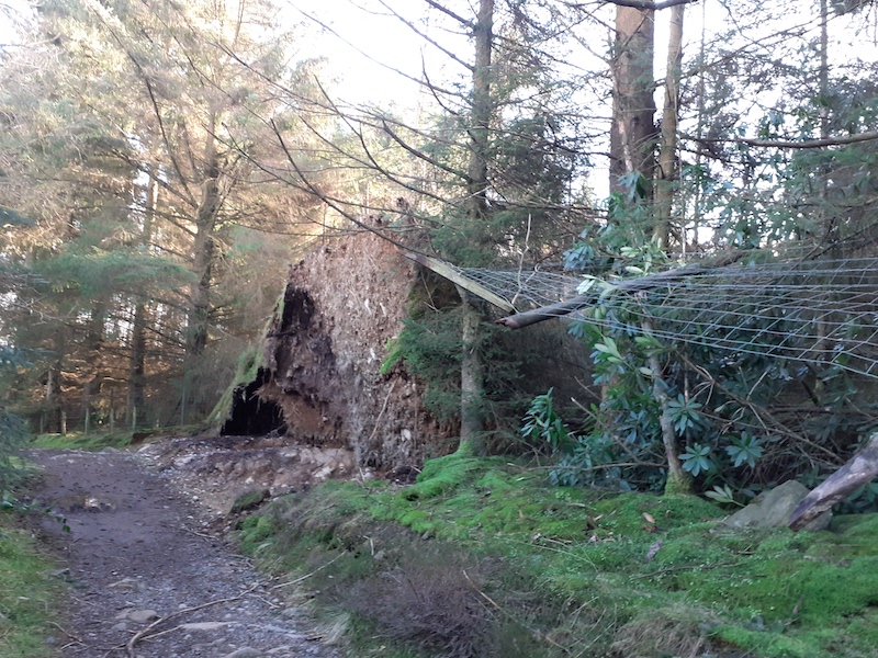 a path through a wood with a tree ripped from the ground huge roots exposed and a fence pulled down by the tree