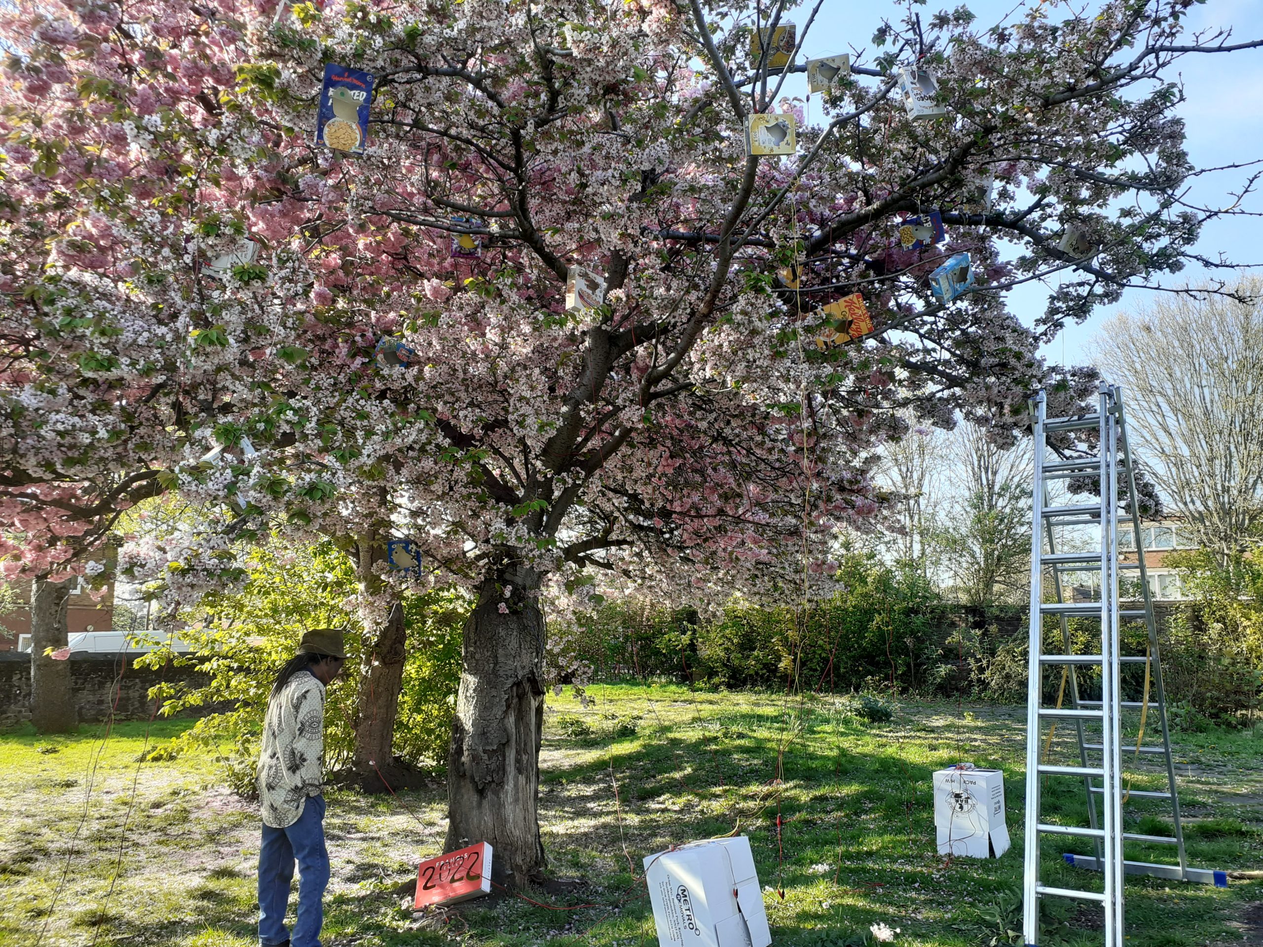 Alex in Christ Church Gardens looking at the light boxes in the blossom tree