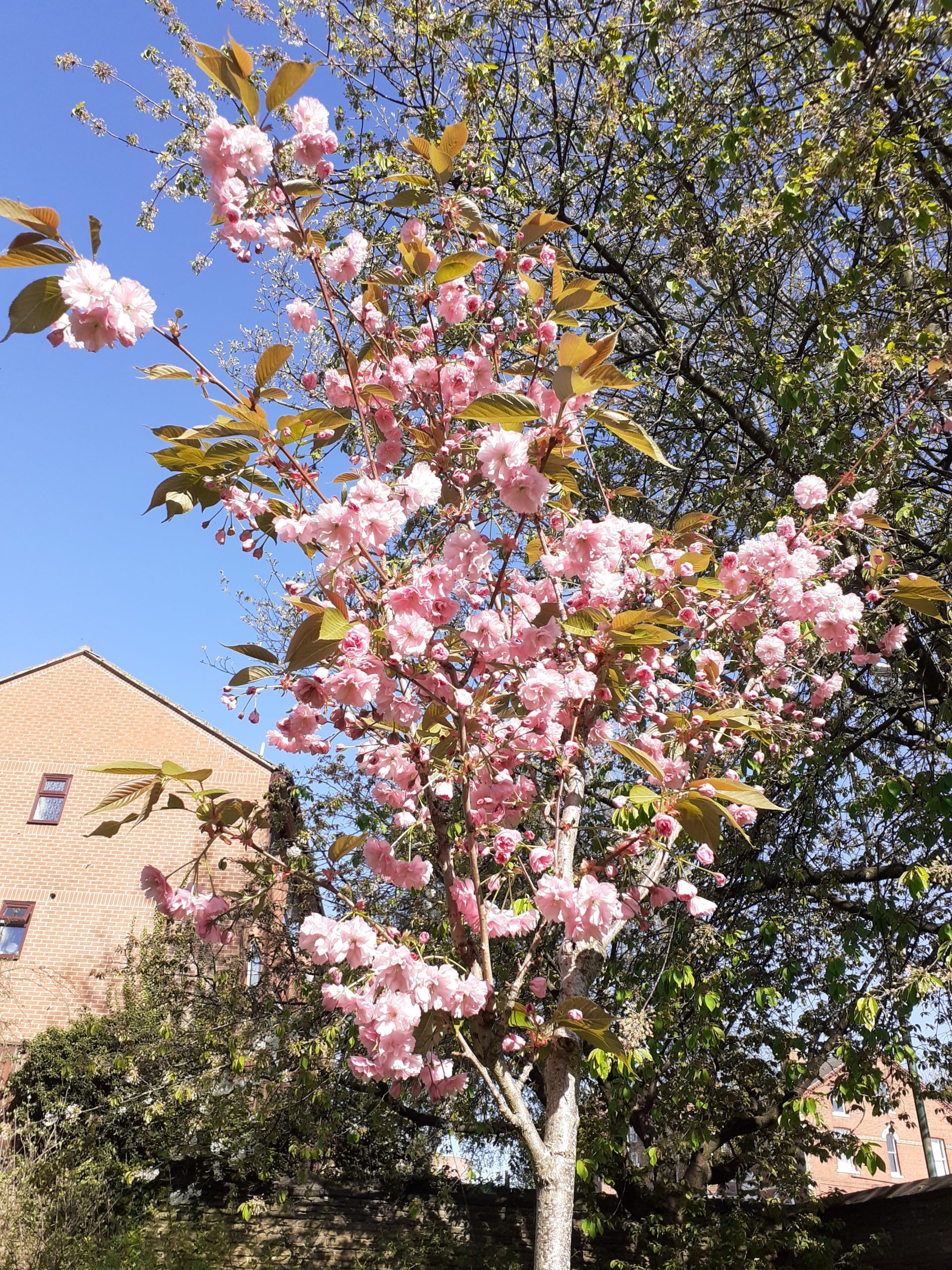 the young blossom tree with pink flowers and new leaves, sky and buildings and trees behind