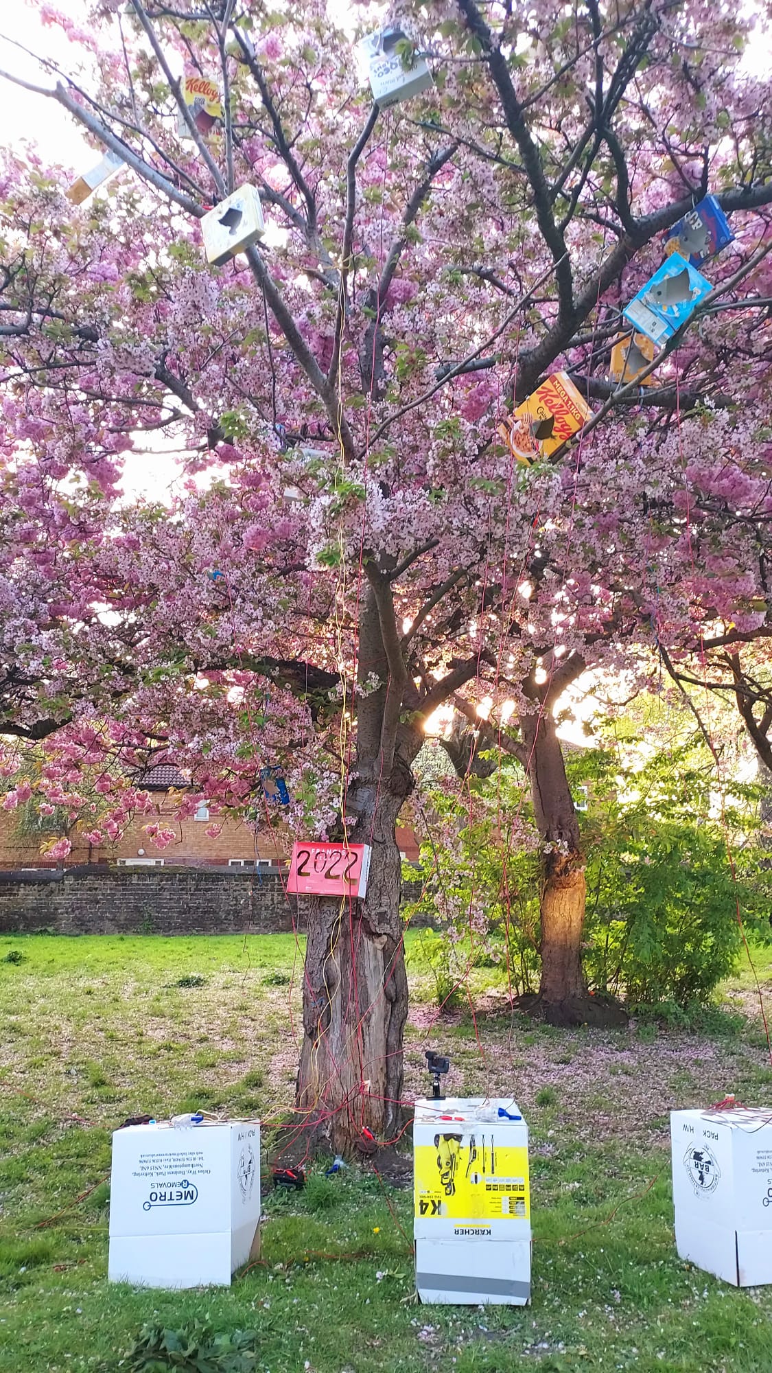 pink blossoms and lightboxes set up in the tree with birds cut out and a red box with the numbers 2022 cut out. three large boxes with hand generators set up ready for people to come and power them up