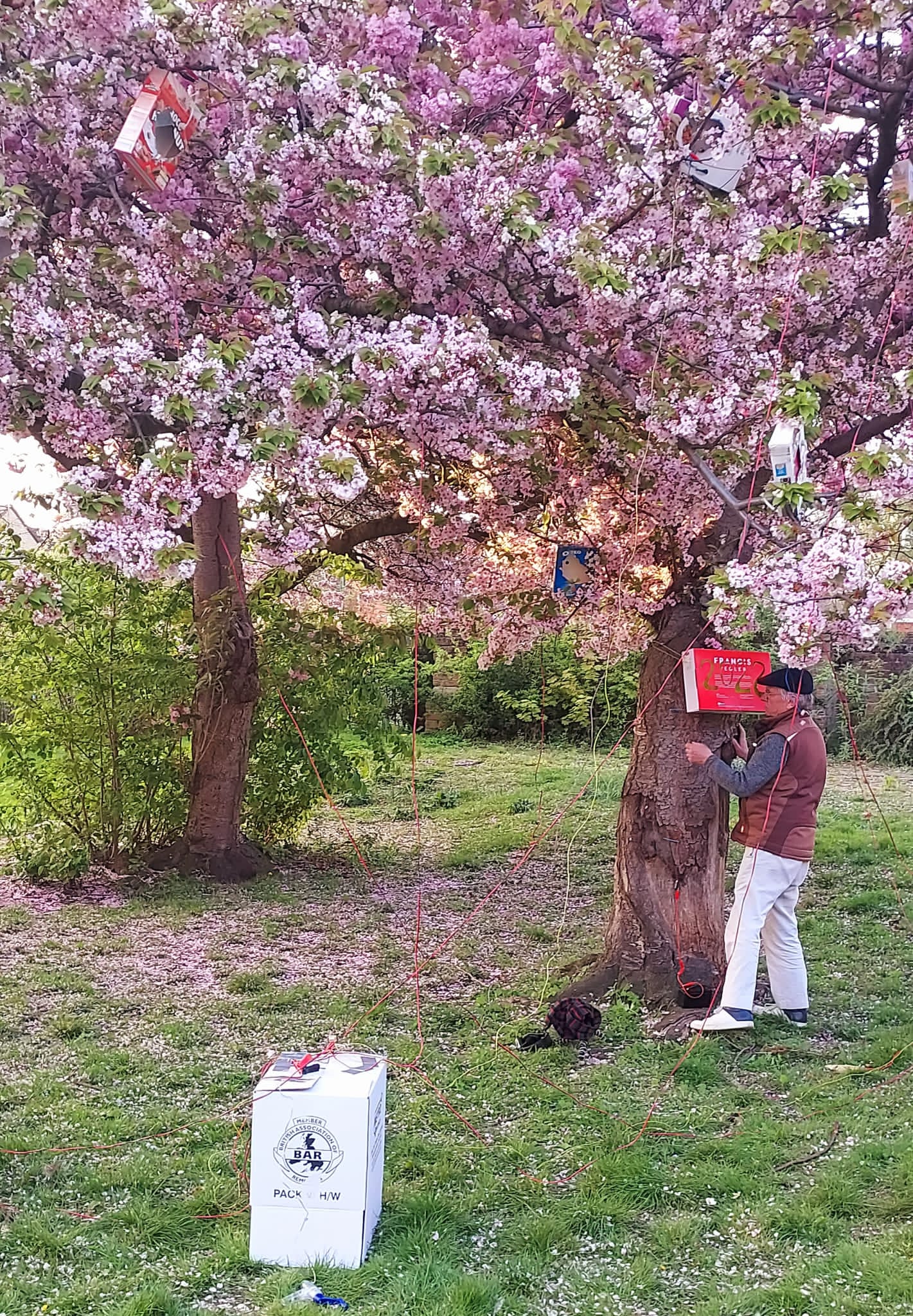 Frank fixing a red box with 2022 cut out to the trunk of a blossom tree with pink blossoms and a white box with a hand generator in front