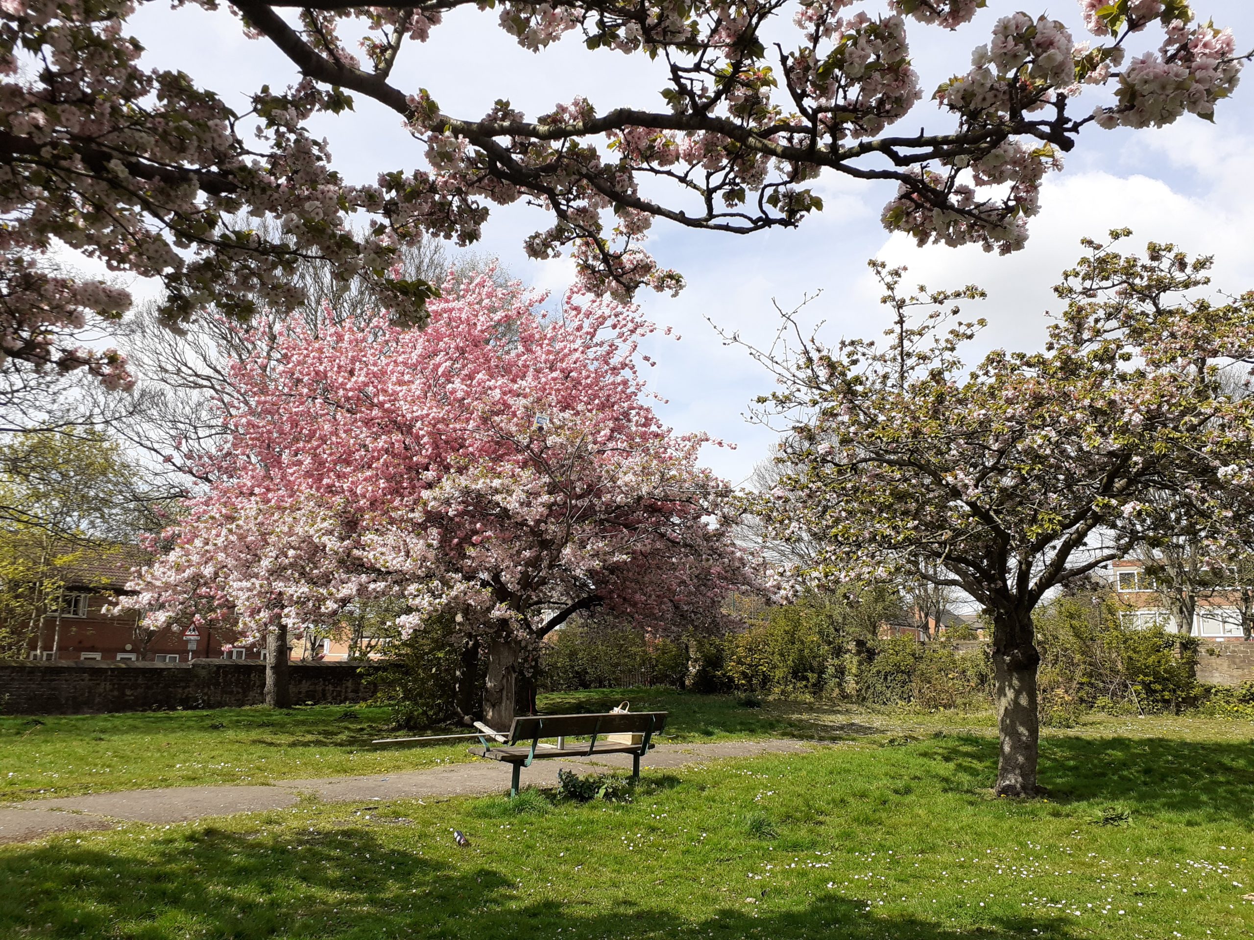 pink and while blossoms in Christ Church gardens surrounding the bench and path