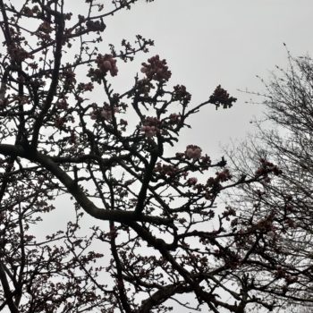a few cherry blossom buds on bare branches of a blossom tree against a grey sky