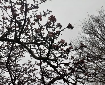 a few cherry blossom buds on bare branches of a blossom tree against a grey sky