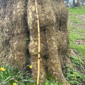 A London Plane Tree and a musical stick in Finsbury Park, London