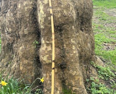 A London Plane Tree and a musical stick in Finsbury Park, London