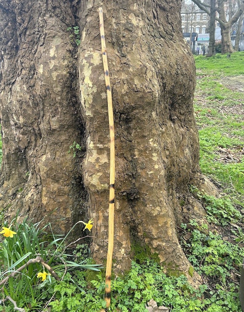 A London Plane Tree and a musical stick in Finsbury Park, London
