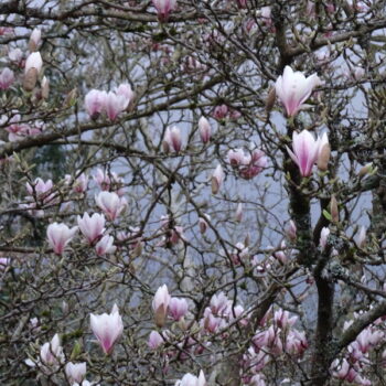 Magnolia tree with purple and pink flowers in bloom