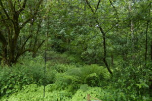 woodland