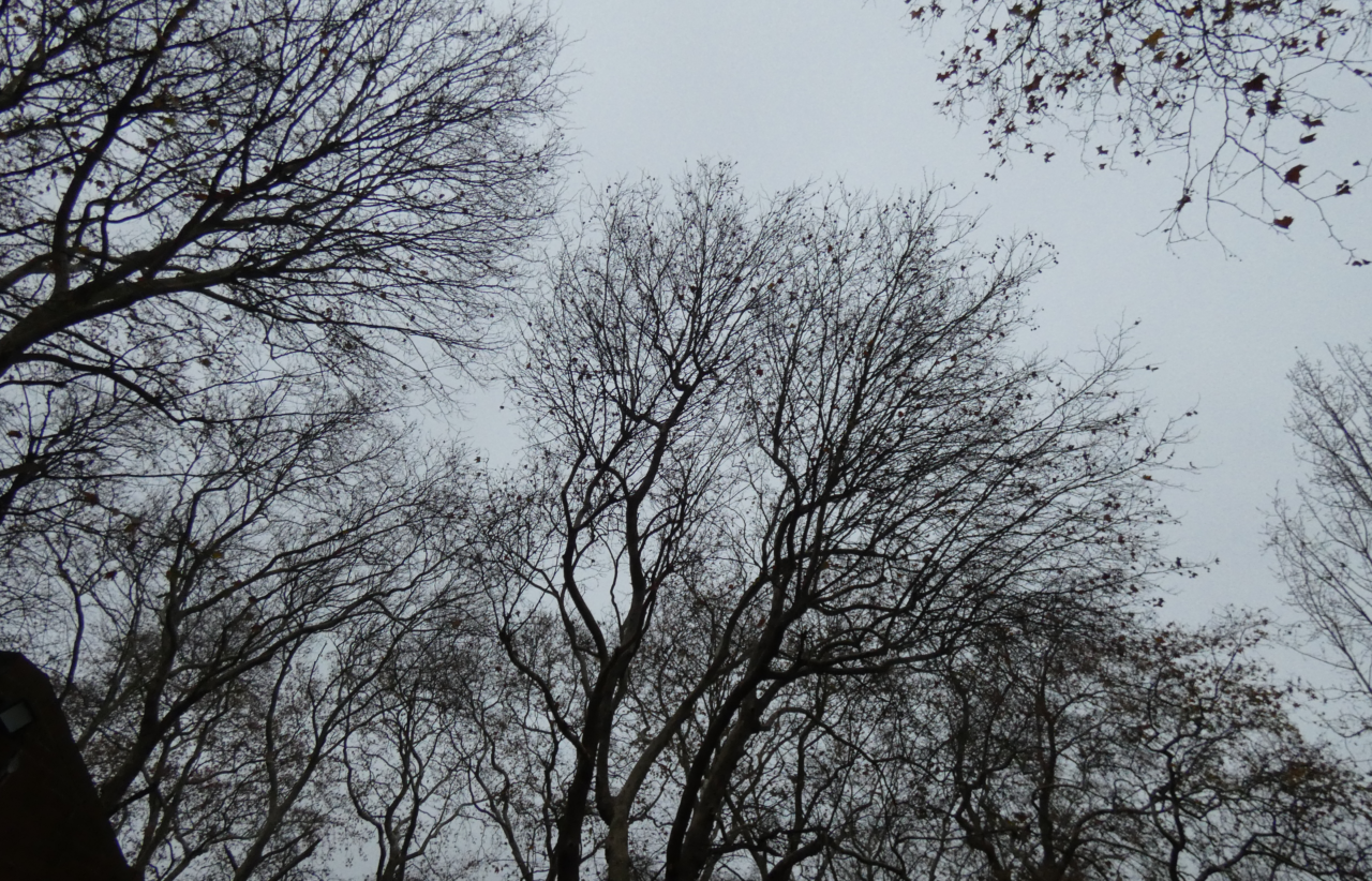 autumnal tree canopy
