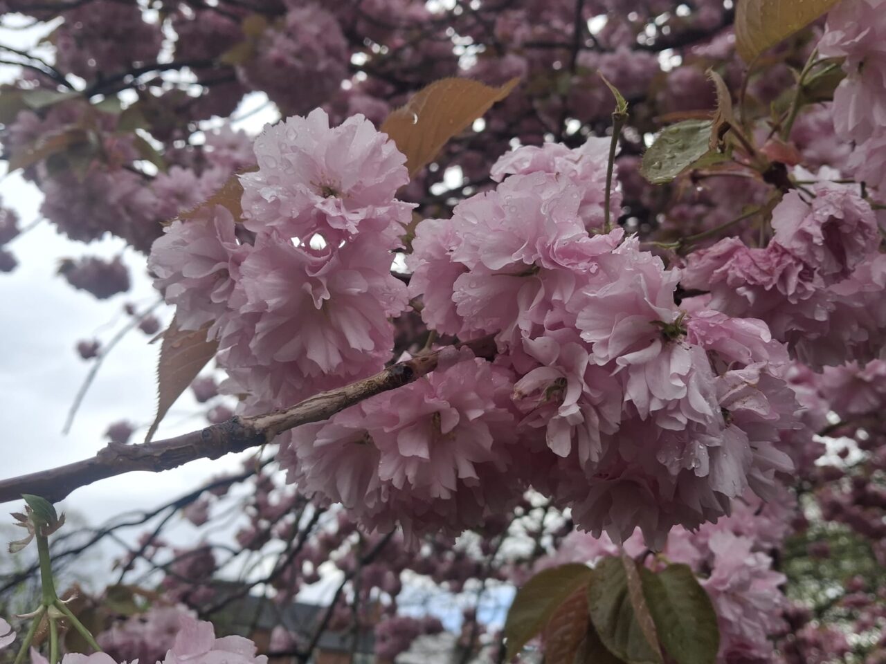 pale pink blossoms
