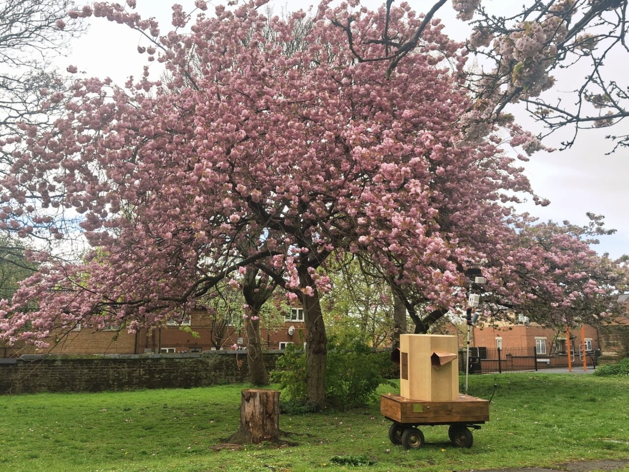 blossom tree and Future Machine