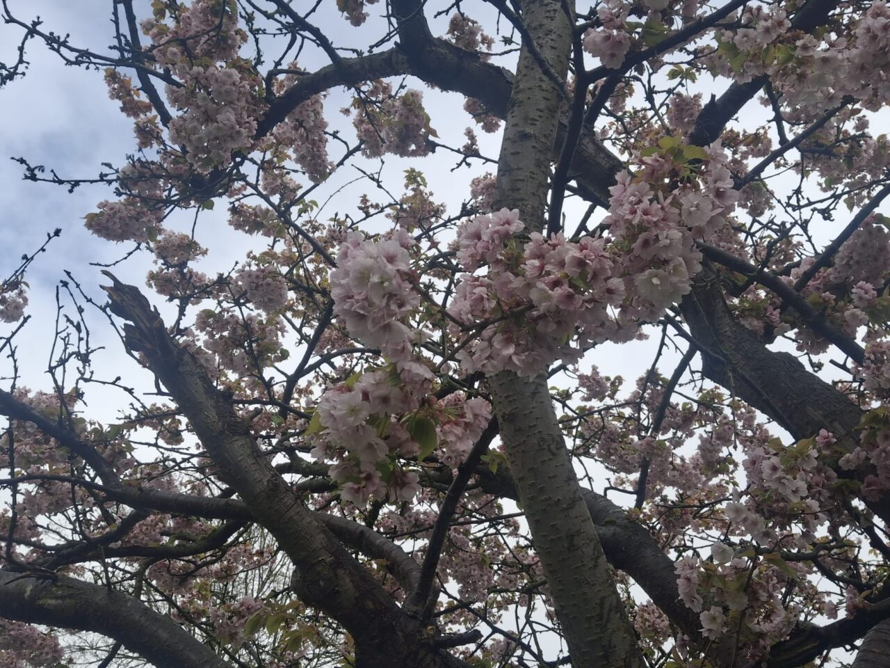pale blossom flowers and branches of tree