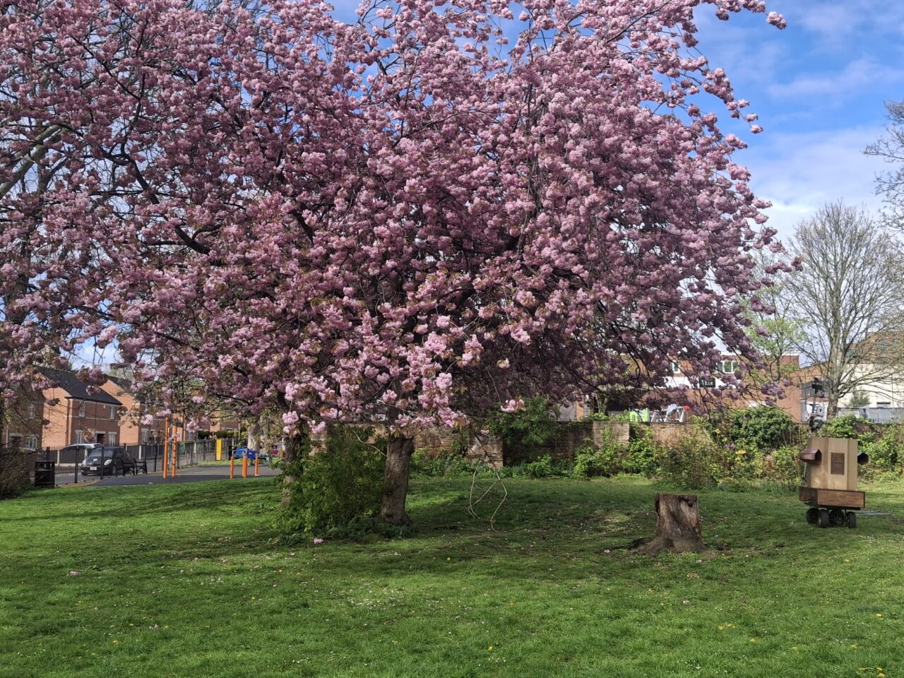 a blossom tree and a tree stump