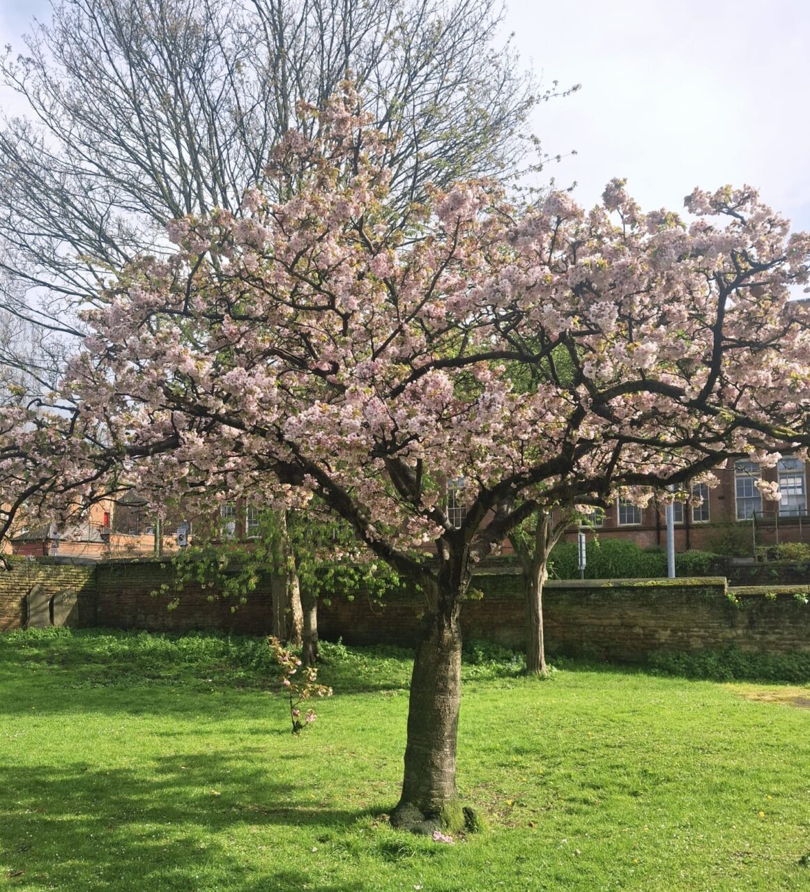 pale pink blossom tree